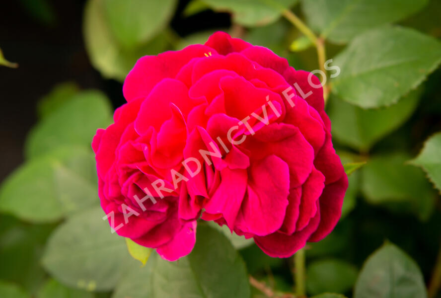 Růže anglická David Austin 'Munstead Wood' - Rosa S 'Munstead Wood'