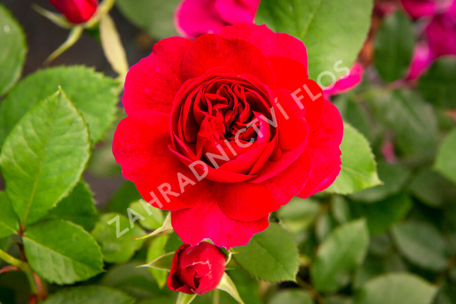 Anglická růže Davida Austina 'Darcey Bussel' - Rosa S 'Darcey Bussel'