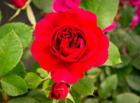 Růže anglická David Austin 'Darcey Bussel' - Rosa S 'Darcey Bussel'