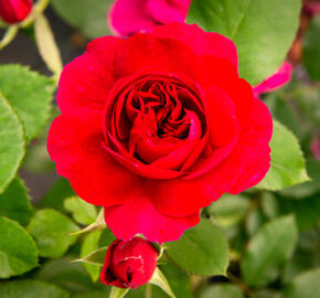 Anglická růže Davida Austina 'Darcey Bussel' - Rosa S 'Darcey Bussel'