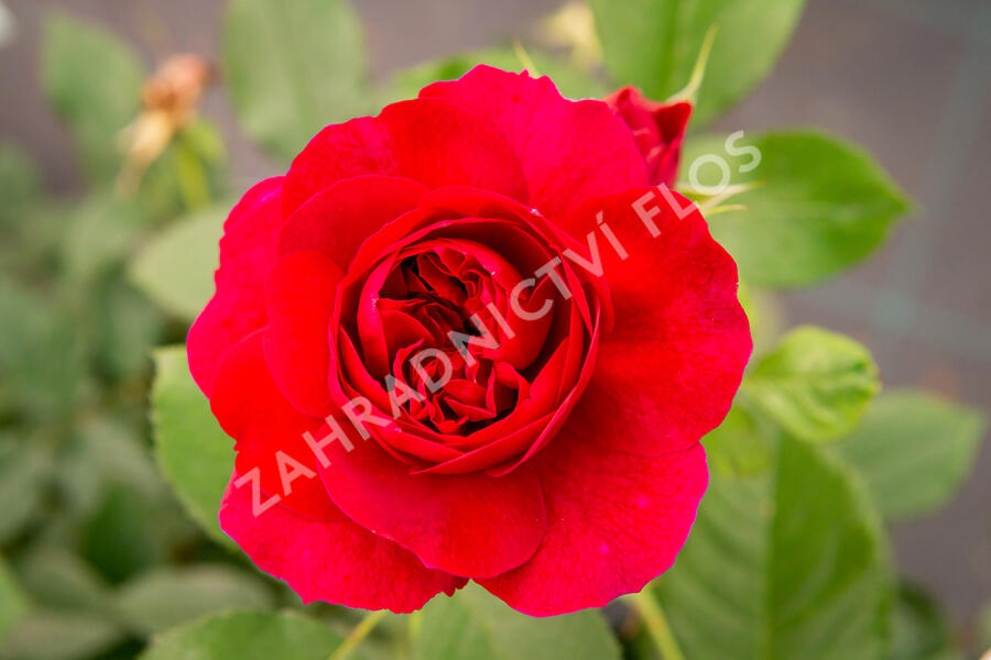 Anglická růže Davida Austina 'Darcey Bussel' - Rosa S 'Darcey Bussel'