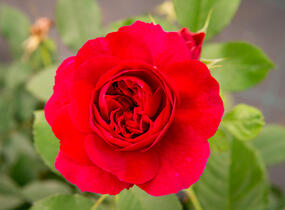 Růže anglická David Austin 'Darcey Bussel' - Rosa S 'Darcey Bussel'