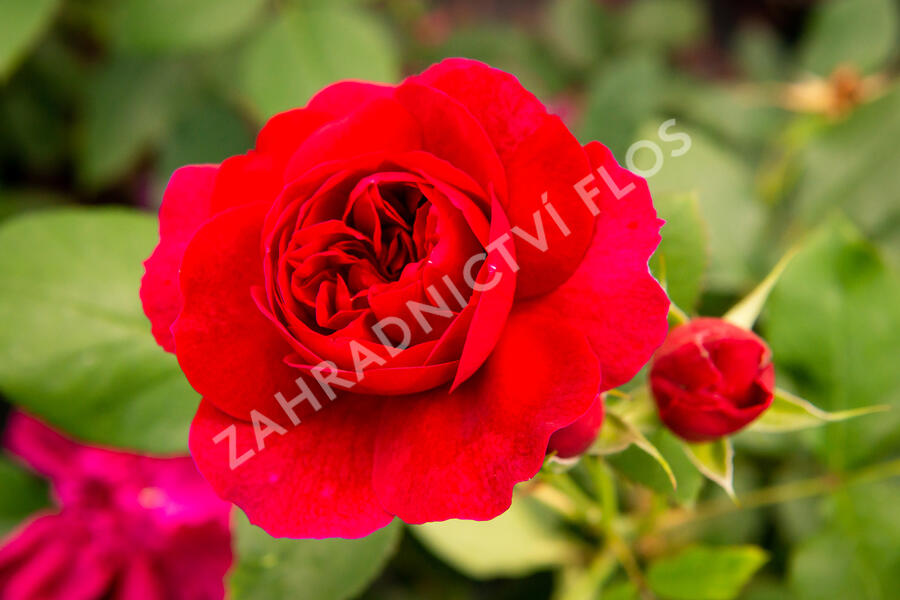 Anglická růže Davida Austina 'Darcey Bussel' - Rosa S 'Darcey Bussel'