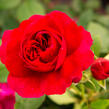 Anglická růže Davida Austina 'Darcey Bussel' - Rosa S 'Darcey Bussel'