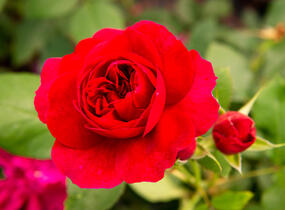 Růže anglická David Austin 'Darcey Bussel' - Rosa S 'Darcey Bussel'