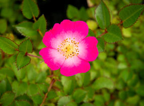 Růže mnohokvětá Kordes 'Lupo' - Rosa MK 'Lupo'