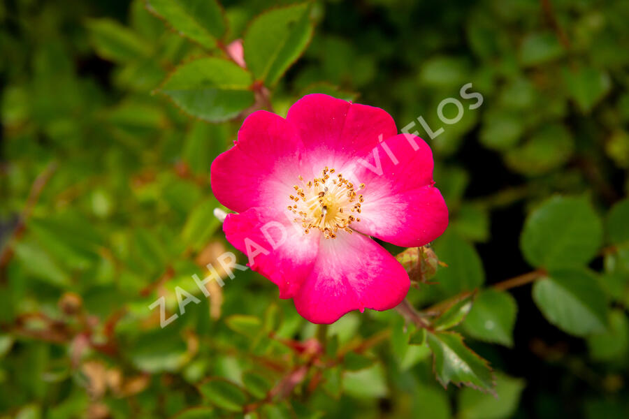 Růže mnohokvětá Kordes 'Lupo' - Rosa MK 'Lupo'