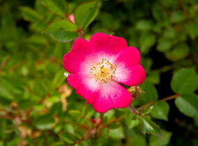 Růže mnohokvětá Kordes 'Lupo' - Rosa MK 'Lupo'
