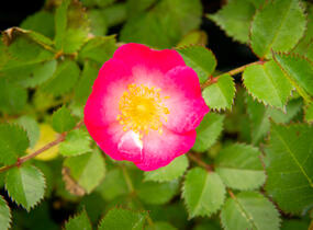 Růže mnohokvětá Kordes 'Lupo' - Rosa MK 'Lupo'