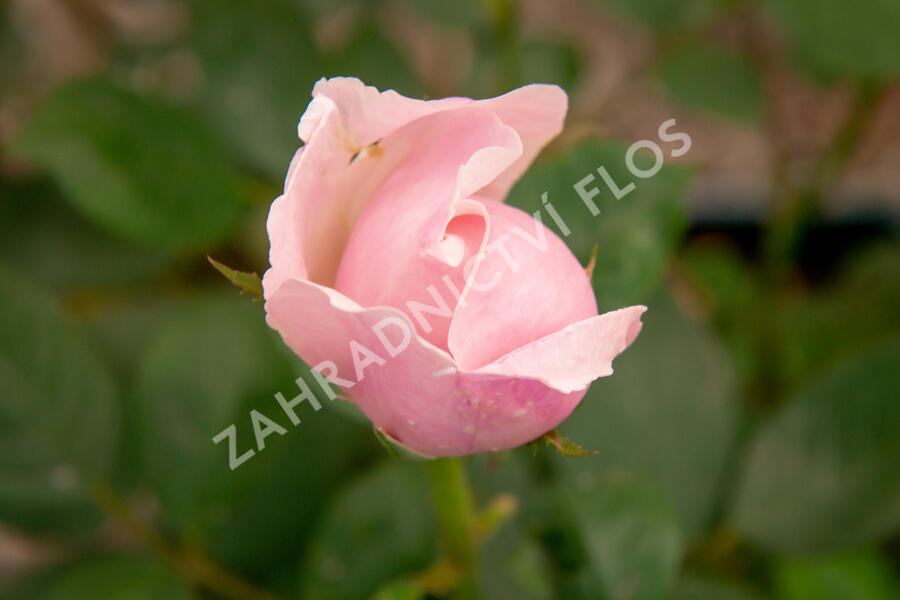 Anglická růže Davida Austina 'The Alnwick Rose' - Rosa S 'The Alnwick Rose'