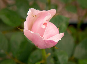 Růže anglická David Austin 'The Alnwick Rose' - Rosa S 'The Alnwick Rose'