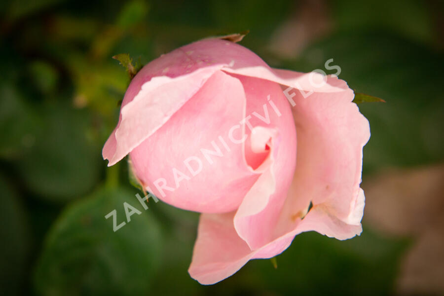 Anglická růže Davida Austina 'The Alnwick Rose' - Rosa S 'The Alnwick Rose'