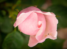 Růže anglická David Austin 'The Alnwick Rose' - Rosa S 'The Alnwick Rose'