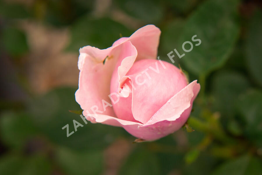 Anglická růže Davida Austina 'The Alnwick Rose' - Rosa S 'The Alnwick Rose'