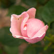 Anglická růže Davida Austina 'The Alnwick Rose' - Rosa S 'The Alnwick Rose'