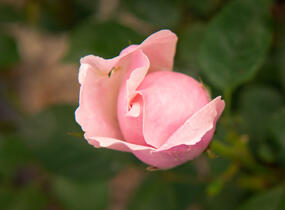 Růže anglická David Austin 'The Alnwick Rose' - Rosa S 'The Alnwick Rose'
