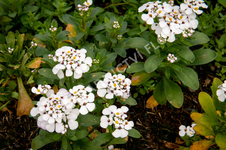 Iberka 'Masterpiece' - Iberis sempervirens 'Masterpiece'