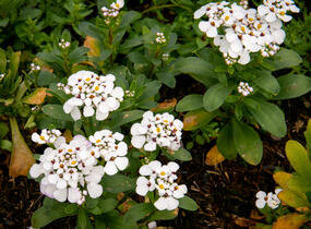 Iberka vždyzelená 'Masterpiece' - Iberis sempervirens 'Masterpiece'