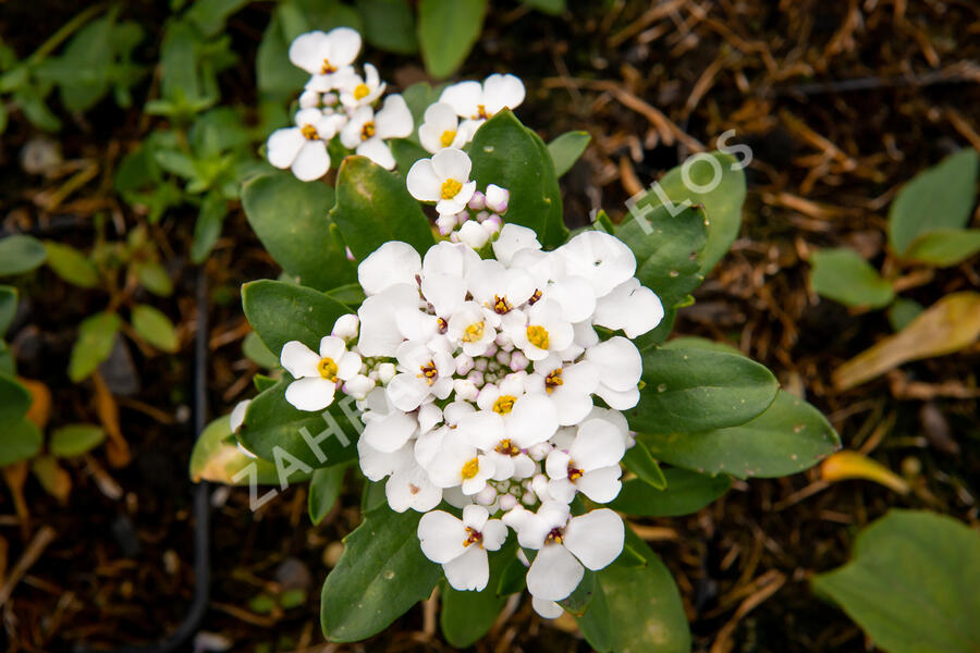 Iberka vždyzelená 'Masterpiece' - Iberis sempervirens 'Masterpiece'