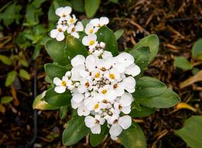 Iberka vždyzelená 'Masterpiece' - Iberis sempervirens 'Masterpiece'