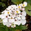 Iberka vždyzelená 'Masterpiece' - Iberis sempervirens 'Masterpiece'