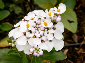 Iberka vždyzelená 'Masterpiece' - Iberis sempervirens 'Masterpiece'