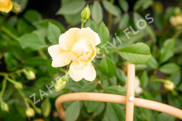 Růže pnoucí 'Phyllis Bide' - Rosa PN 'Phyllis Bide'