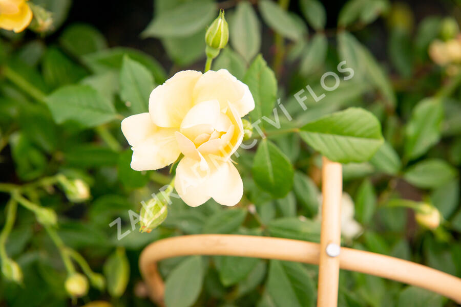 Růže pnoucí 'Phyllis Bide' - Rosa PN 'Phyllis Bide'