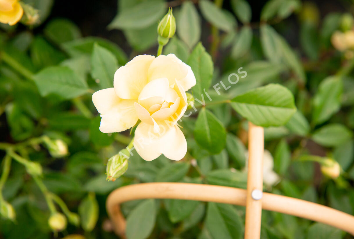 Růže pnoucí 'Phyllis Bide' - Rosa PN 'Phyllis Bide'
