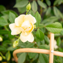 Růže pnoucí 'Phyllis Bide' - Rosa PN 'Phyllis Bide'