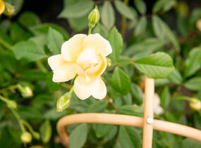 Růže pnoucí 'Phyllis Bide' - Rosa PN 'Phyllis Bide'