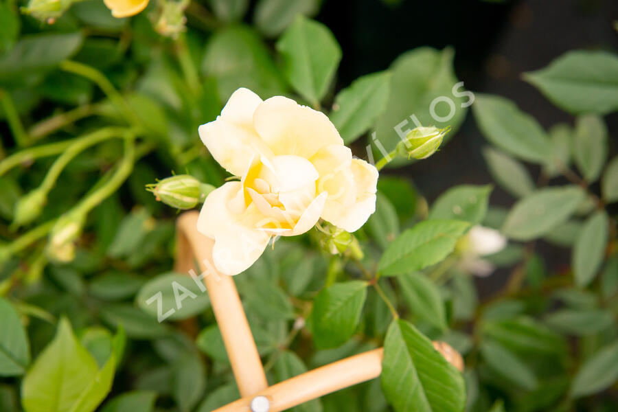 Růže pnoucí 'Phyllis Bide' - Rosa PN 'Phyllis Bide'