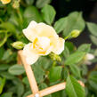 Růže pnoucí 'Phyllis Bide' - Rosa PN 'Phyllis Bide'