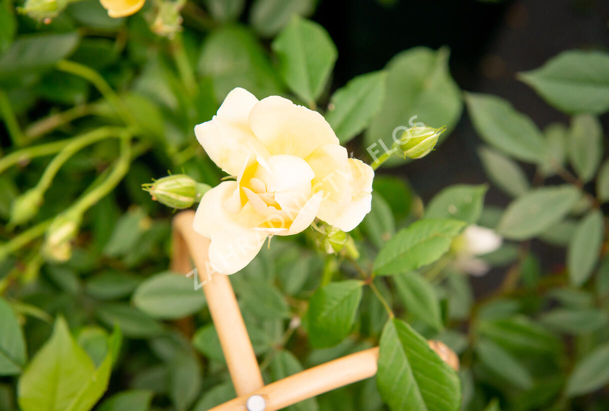 Růže pnoucí 'Phyllis Bide' - Rosa PN 'Phyllis Bide'
