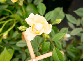 Růže pnoucí 'Phyllis Bide' - Rosa PN 'Phyllis Bide'