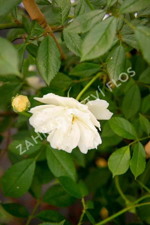 Růže pnoucí 'Phyllis Bide' - Rosa PN 'Phyllis Bide'