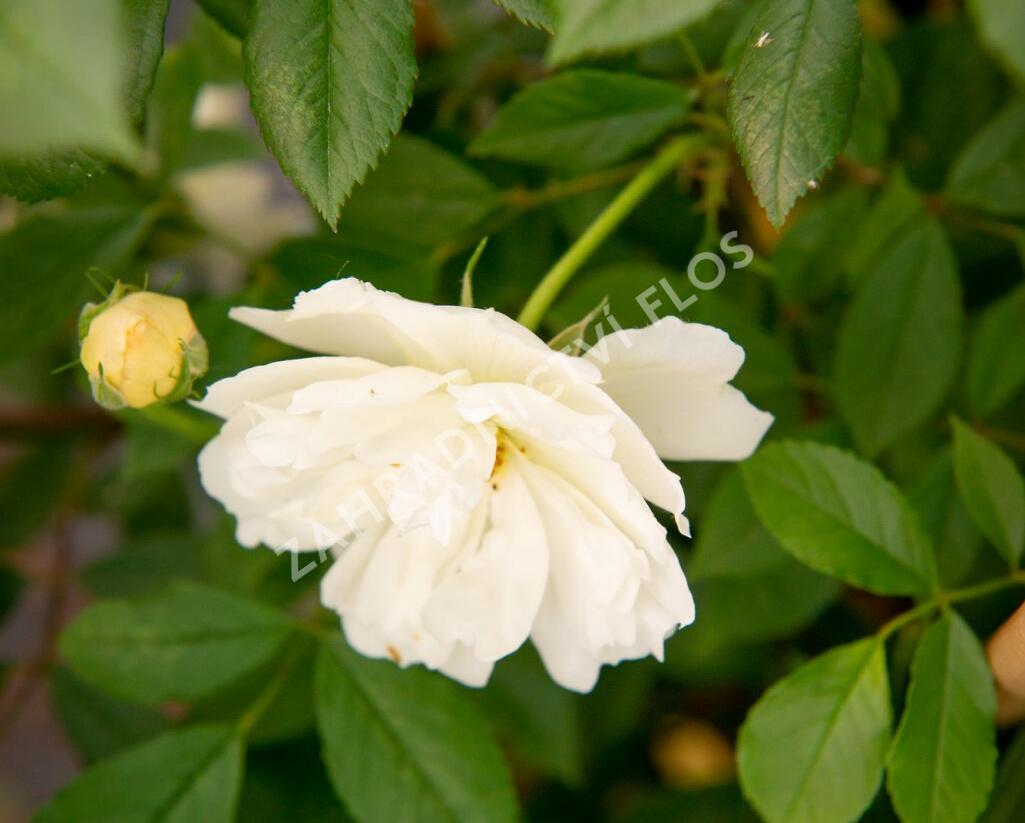 Růže pnoucí 'Phyllis Bide' - Rosa PN 'Phyllis Bide'