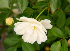 Růže pnoucí 'Phyllis Bide' - Rosa PN 'Phyllis Bide'