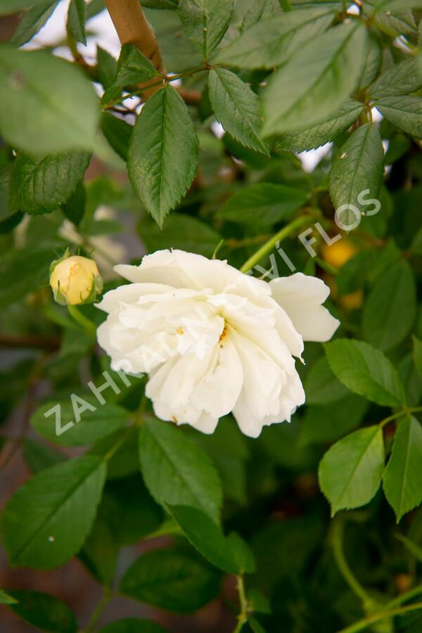 Růže pnoucí 'Phyllis Bide' - Rosa PN 'Phyllis Bide'