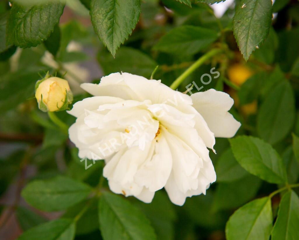 Růže pnoucí 'Phyllis Bide' - Rosa PN 'Phyllis Bide'