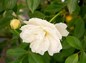 Růže pnoucí 'Phyllis Bide' - Rosa PN 'Phyllis Bide'