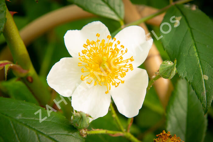 Růže pnoucí 'Francis E. Lester' - Rosa PN 'Francis E. Lester'