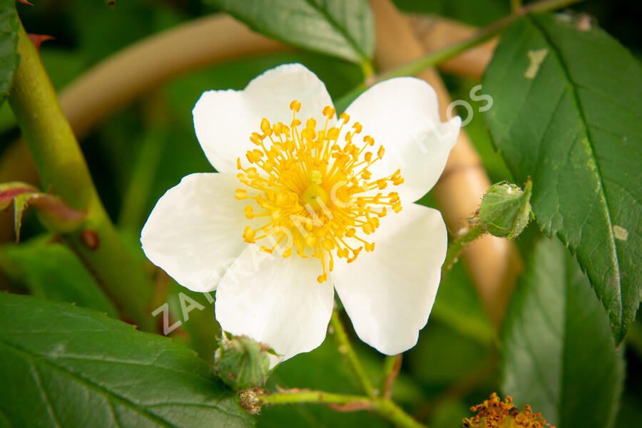 Růže pnoucí 'Francis E. Lester' - Rosa PN 'Francis E. Lester'