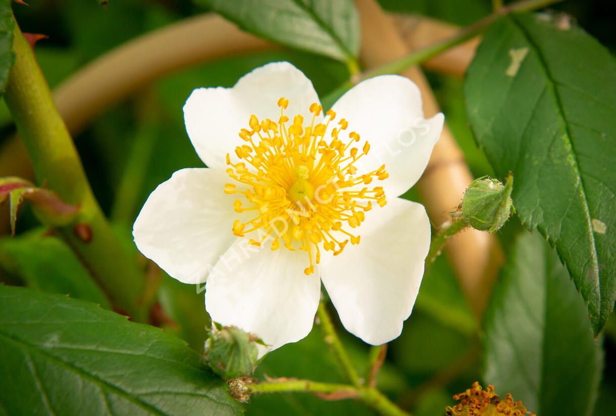 Růže pnoucí 'Francis E. Lester' - Rosa PN 'Francis E. Lester'