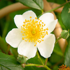 Růže pnoucí 'Francis E. Lester' - Rosa PN 'Francis E. Lester'