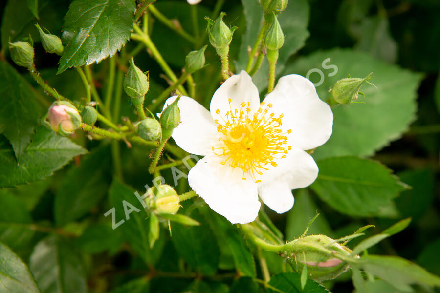 Růže pnoucí 'Francis E. Lester' - Rosa PN 'Francis E. Lester'