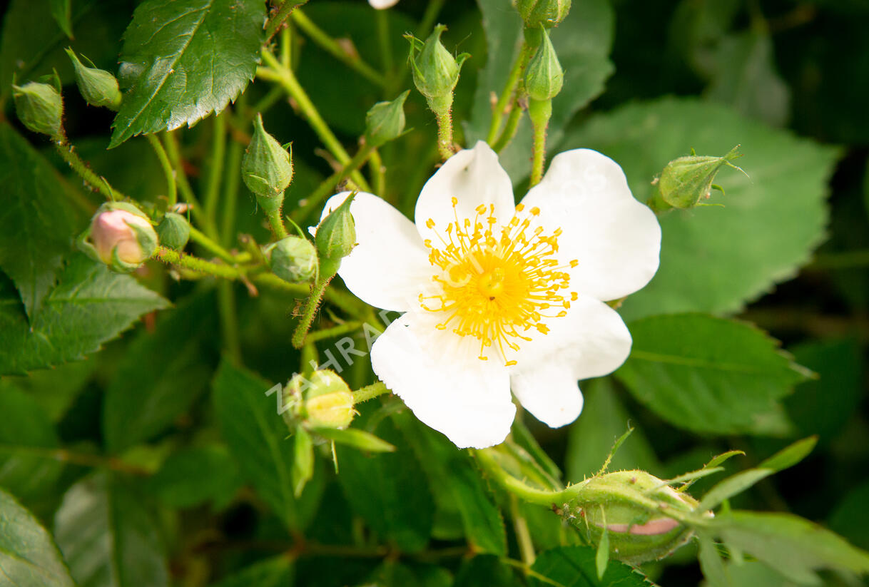 Růže pnoucí 'Francis E. Lester' - Rosa PN 'Francis E. Lester'