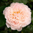 Anglická růže Davida Austina 'Emily Bronte' - Rosa S 'Emily Bronte'