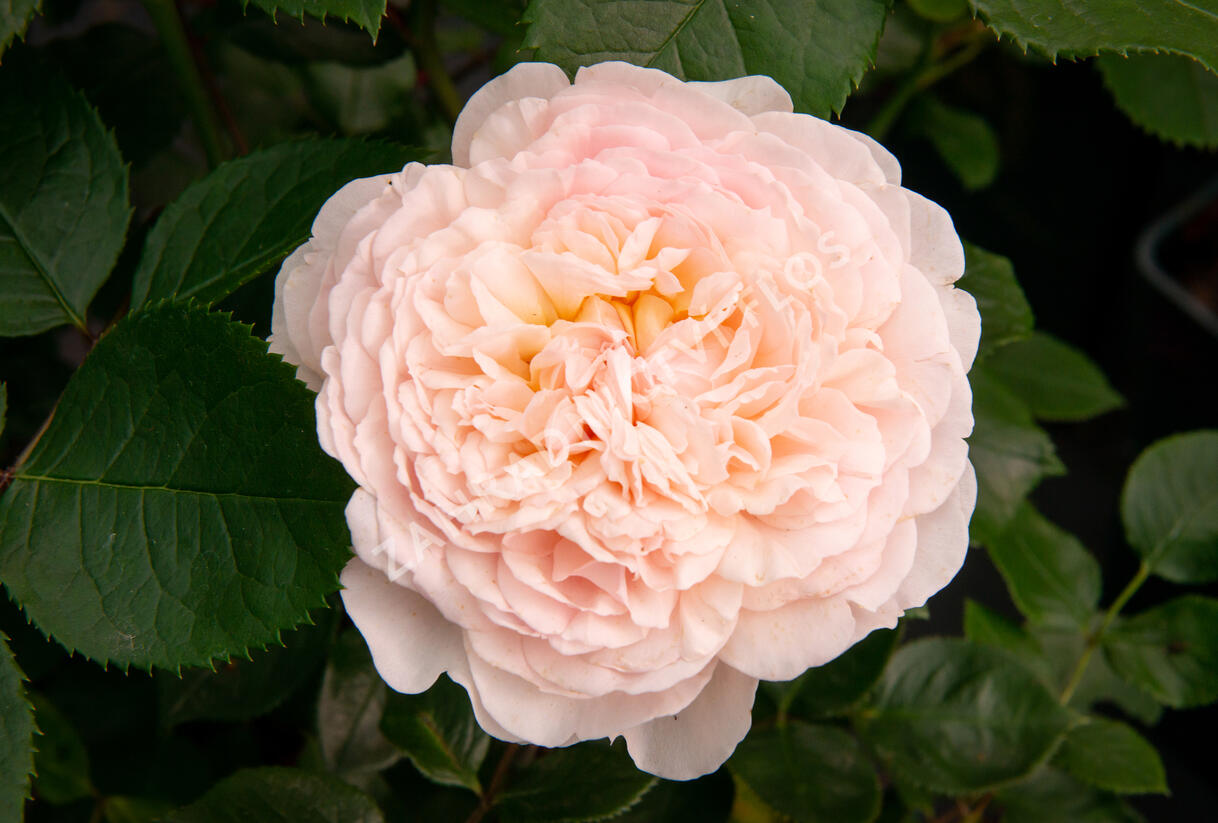 Růže anglická David Austin 'Emily Bronte' - Rosa S 'Emily Bronte'