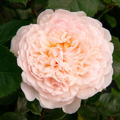 Anglická růže Davida Austina 'Emily Bronte' - Rosa S 'Emily Bronte'